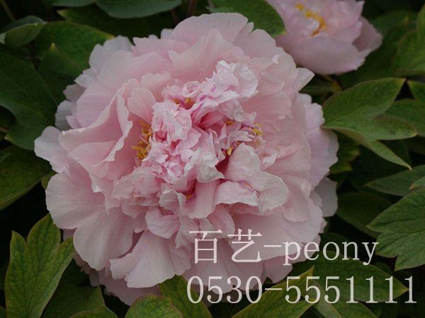 粉中冠