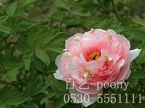 貴妃插翠