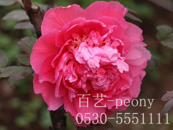 進宮袍