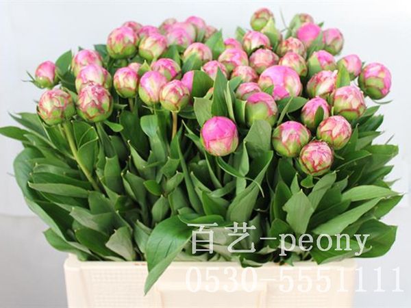 弗萊明切花