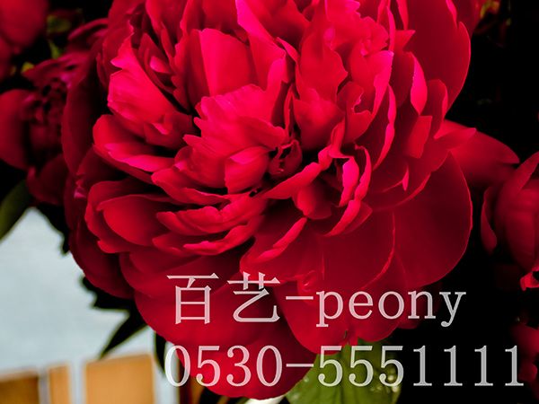 保羅維爾德