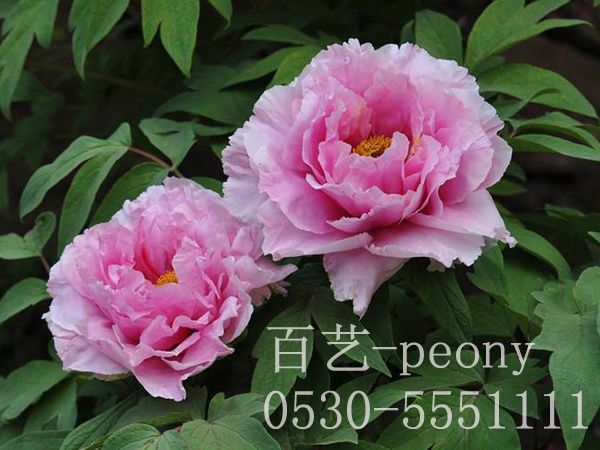 牡丹的種子如何快速發(fā)芽