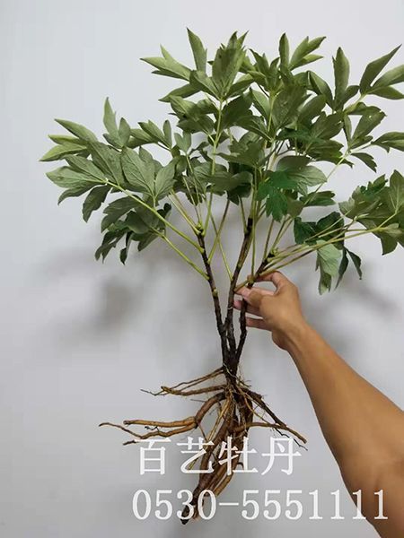 怎么才能讓牡丹花開的更好